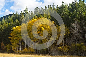 Populus tremuloides Ã¢â¬â Quaking aspen photo